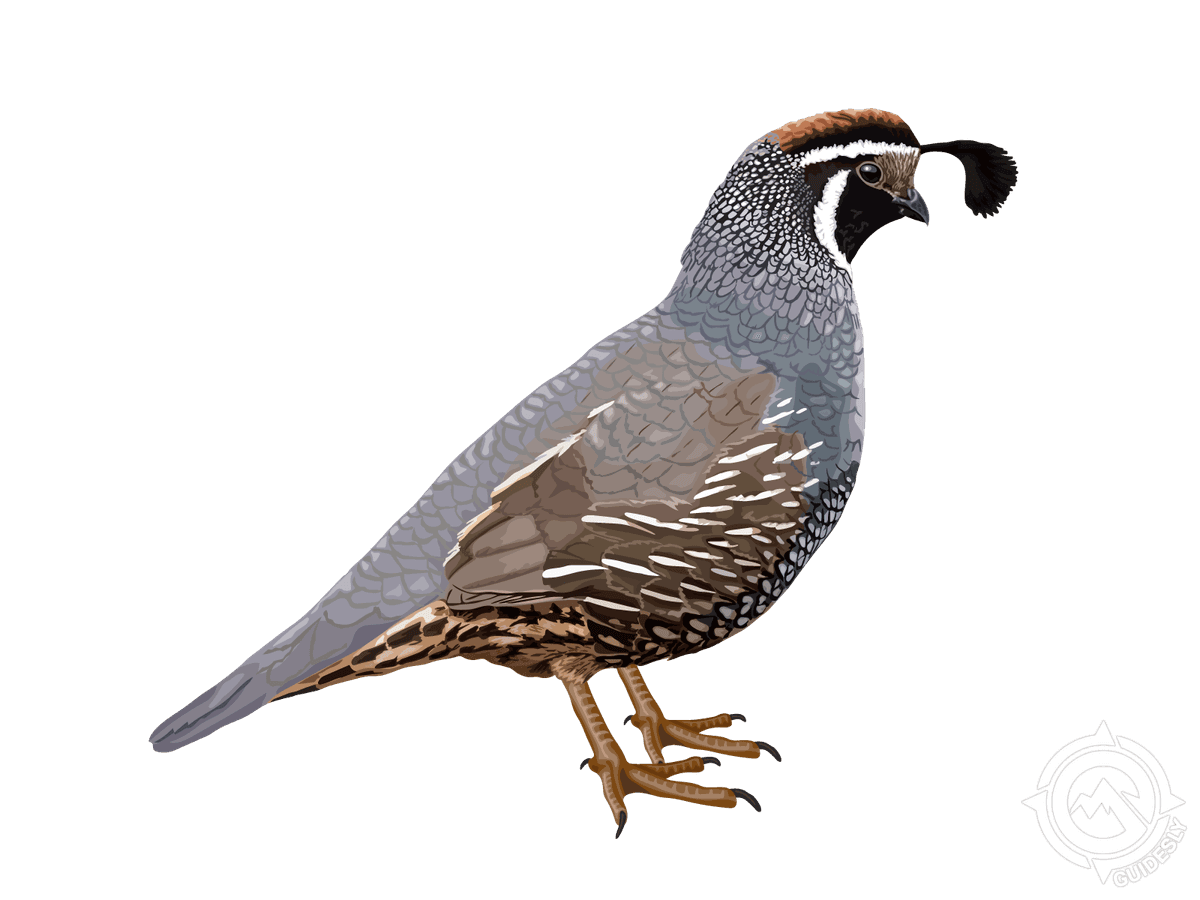 California Quail