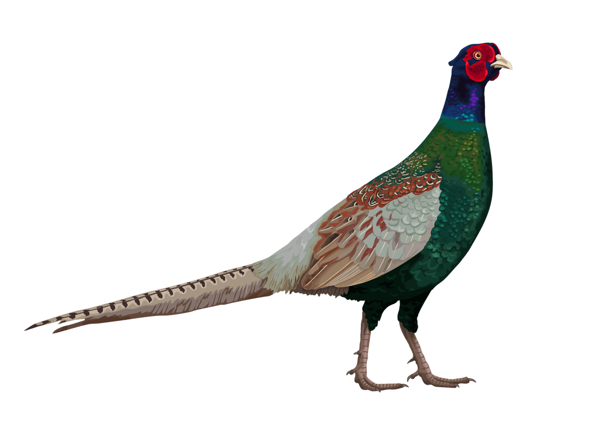 Green Pheasant